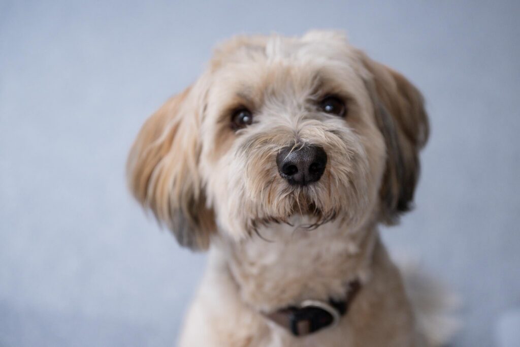 Portrait Bürohund Louis Feel Good Manager